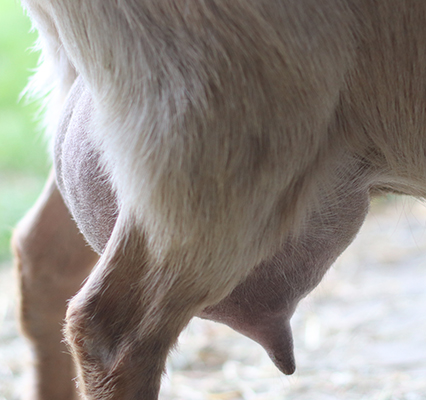 sunny udder